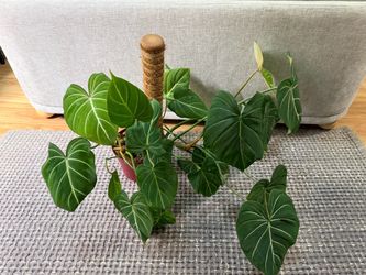 [B] Philodendron gloriosum