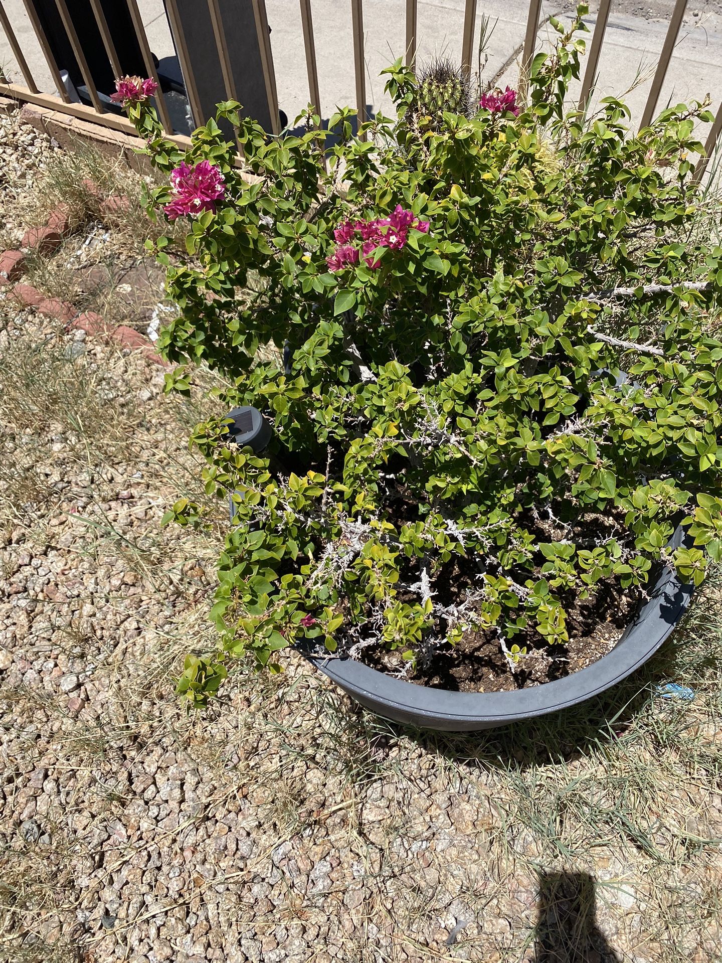 Plants
