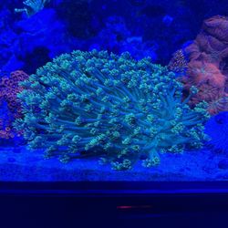 Large Fake Goniopora Coral Decoration