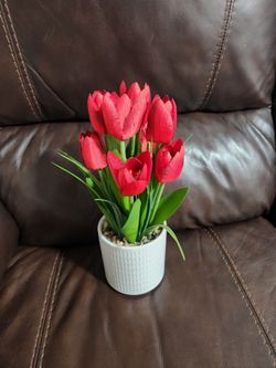 Tullip Flowers