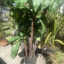 Artificial Plant