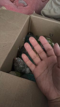 Baby green cheeks box