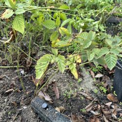 Blackberry Bush