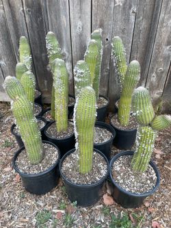 Rare, espostoa natural hybrid