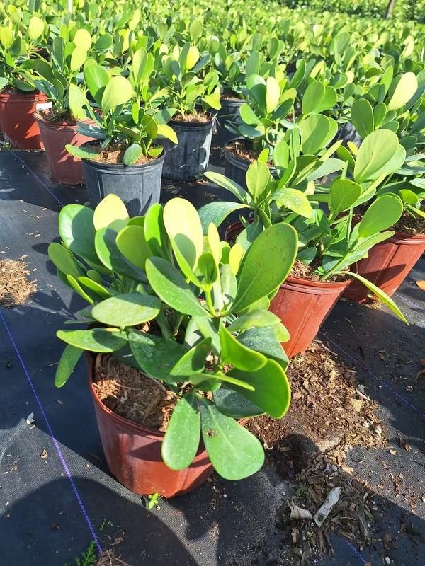 CLUSIA PLANTS FOR SALE!!!