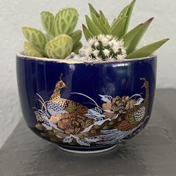 Succulent Arrangements Unique Find Great Gift