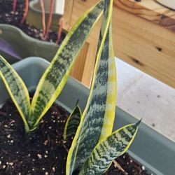 Plants N Succulent In Adelanto 