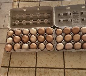 Fresh Chicken Eggs