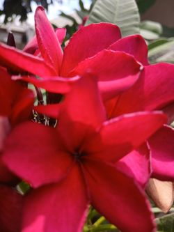 Plumeria Beautifull  Cutting