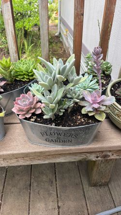 Succulents