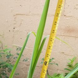 Red Sugarcane Plant,  Live,  3ft Tall 