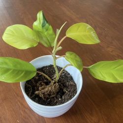 Golden Goddess Phildendron House Plant 