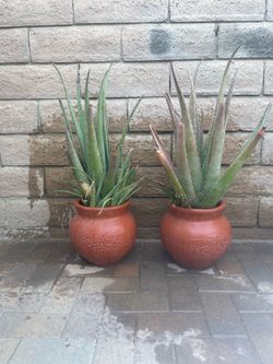Set of 2 aloe Vera in clay pot