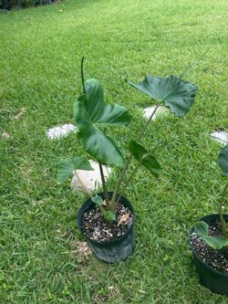Alocasia Stingray