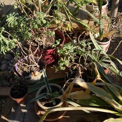 Indoor Outdoor Patio Plant Lot Snake Succulent Cactus Planter Pots