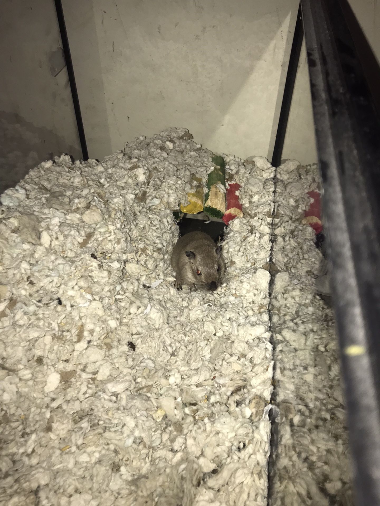 Female Gerbil