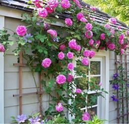 Pink Climbing Rose
