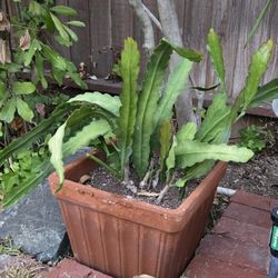 Dragon Fruit Plant