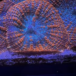 Bright Orange And Blue Mushrooms 