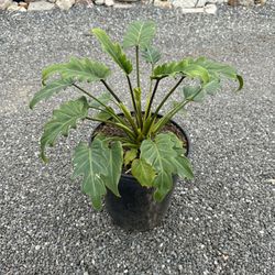 Philodendron 