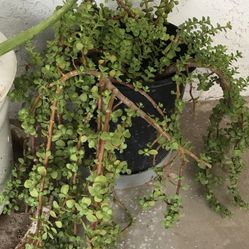 Elephant Food Plant $30