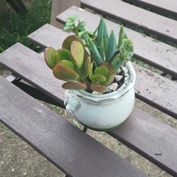 Succulent Plants Small Ceramic Pot