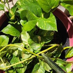 Golden Pothos/ Money Plant Clippings 