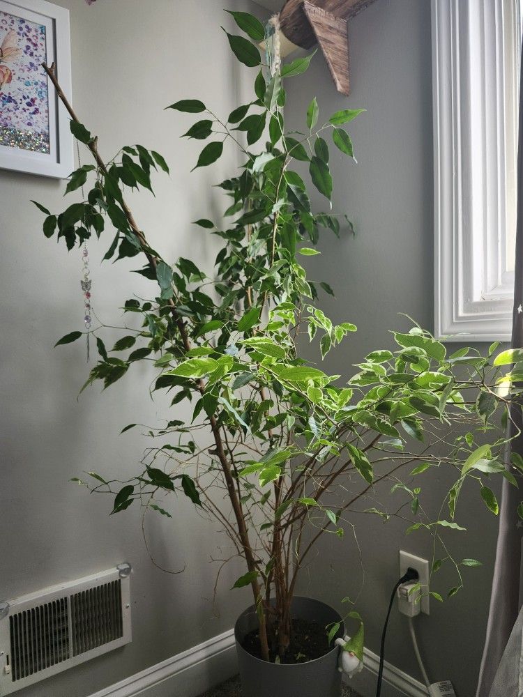 Real Plant Tree With Pot