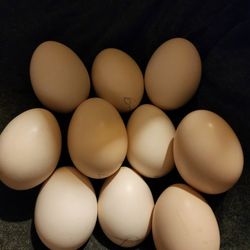 Chicken eggs for sale  fertilized eggs