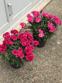 Perrenial carnation $15 each