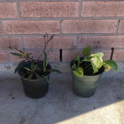 Plant $5.00 For 2