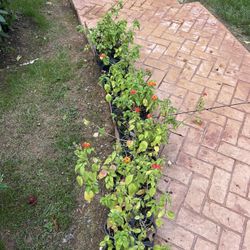Free Plants And Squash 