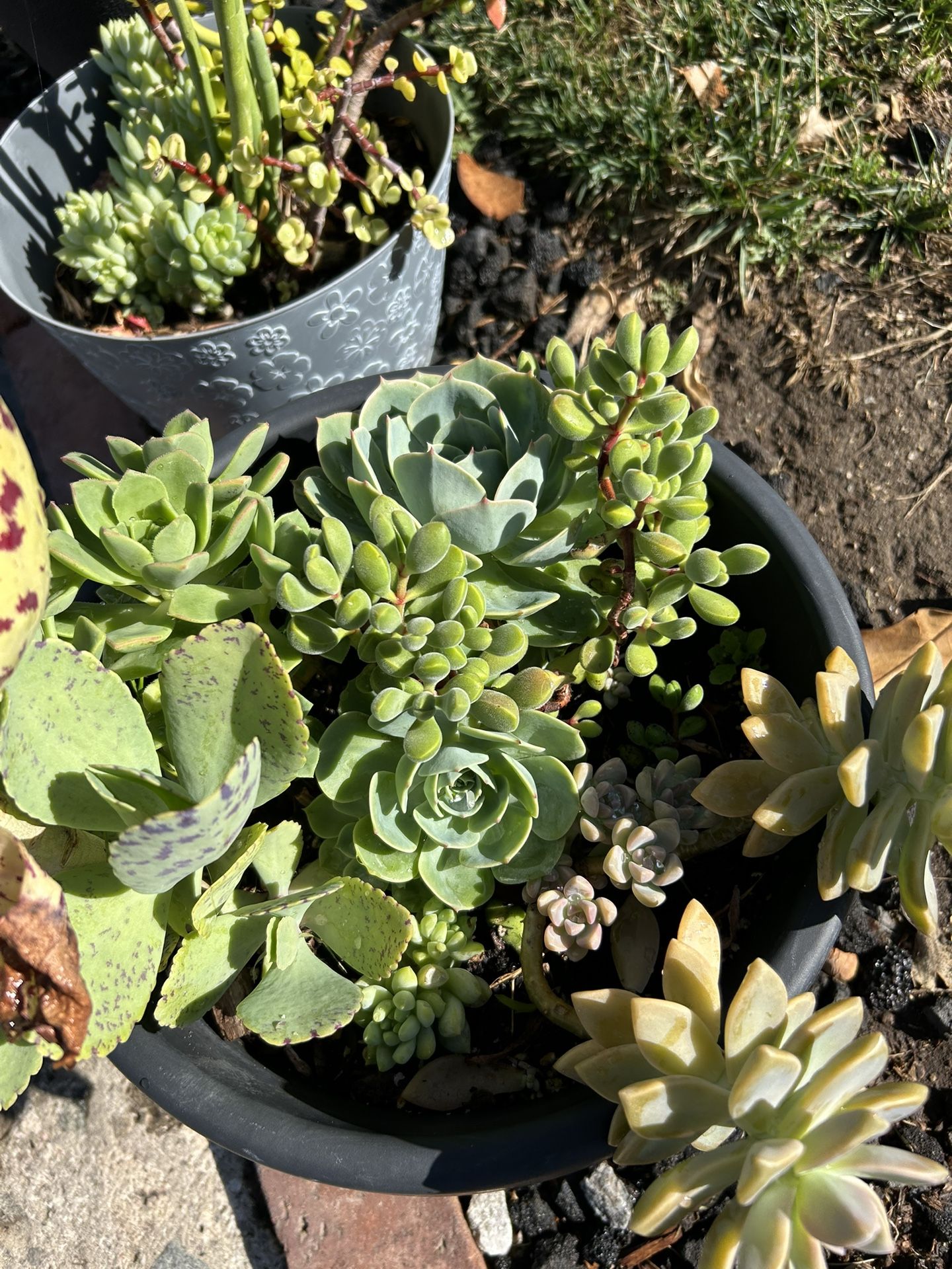 Succulent Plant