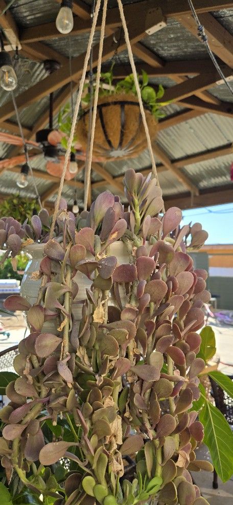Plant In Ceramic Pot
