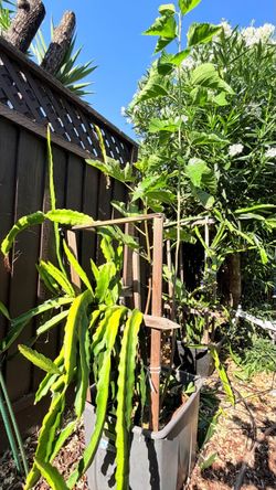 Fig, Pakistan Mulberry & Dragon Fruit — All Propagated from Cuttings