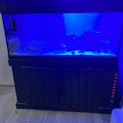 75 Gallon Reef / Fish Tank 