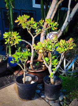 Bonsai Jade Plants (1-3' ft.) 🌱