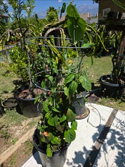 Exotic Yellow Passion fruit 15 Gallons