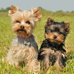 Busco quien venda perritos pequeños y q no suelten mucho pelo