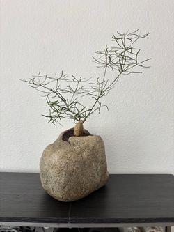 Plant in Natural Stone Planter