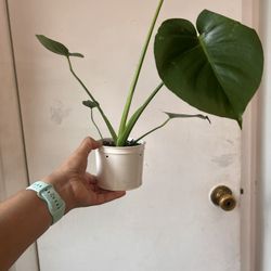 Monstera Read Description ⬇️