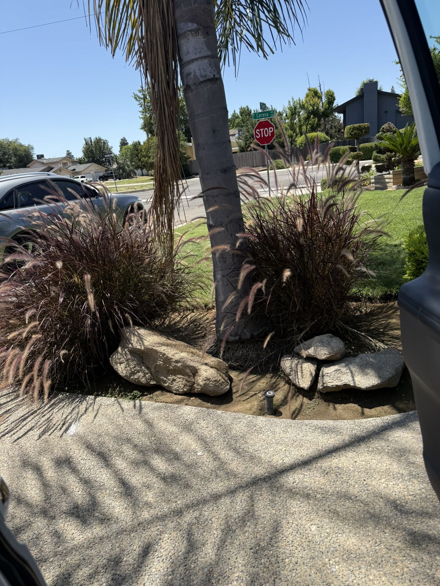 Two Beautiful Plants For Free