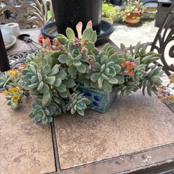 Succulent plant