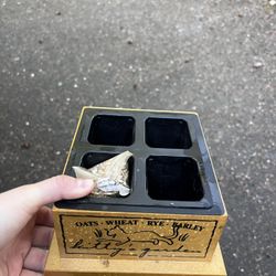 Plants For Your Cat 
