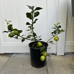 Lemon Tree