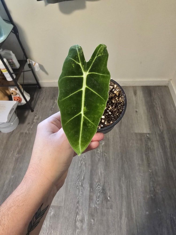 Low Variegated Alocasia Frydek 