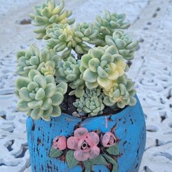 Variegated Clavatum Succulent In A Lovely Decorative Pot