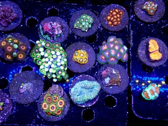 Awesome Marine Reef Fish Tank Decorations