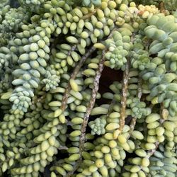 Monkey’s Tail succulent