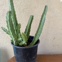 Stapelia Plant
